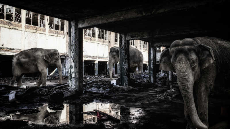 废弃建筑中的大象