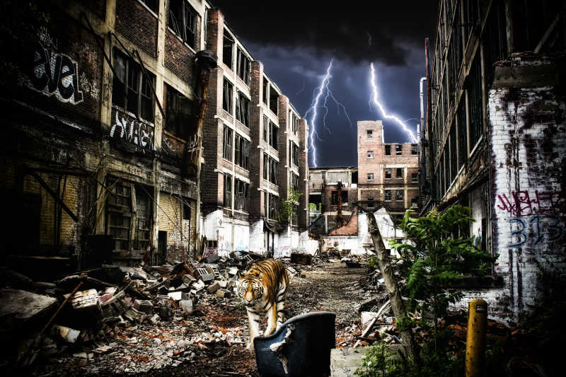 老虎在城市的废墟中行走