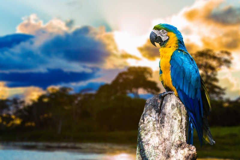 巴西潘塔纳尔的蓝黄金刚鹦鹉