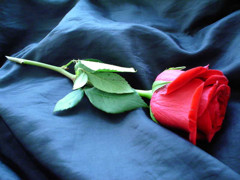 黑色绸缎上的红玫瑰花