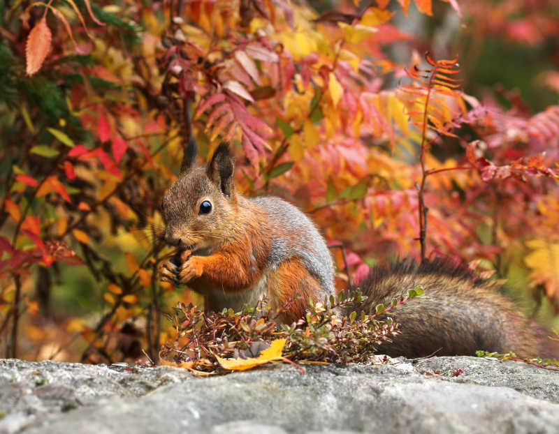 秋天森林里可爱的红松鼠