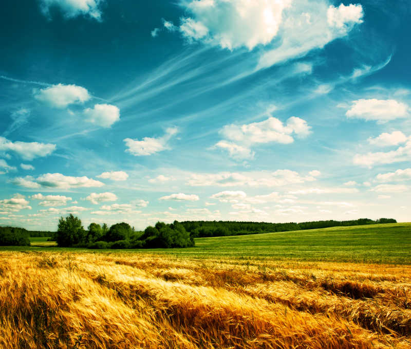 农场草地麦田和蓝天
