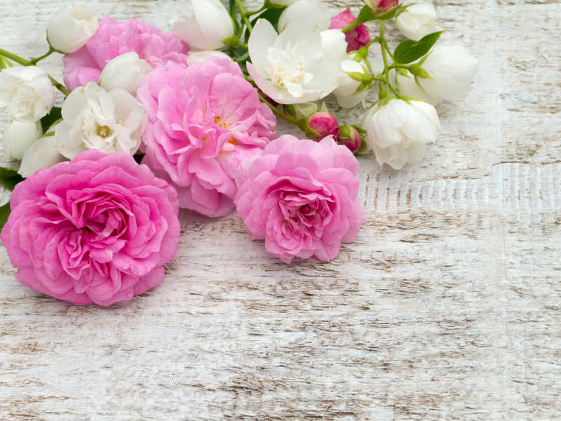 英国山茱萸和粉色玫瑰