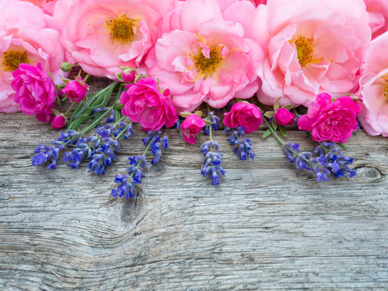 木板上粉红卷曲的玫瑰和普罗旺斯薰衣草