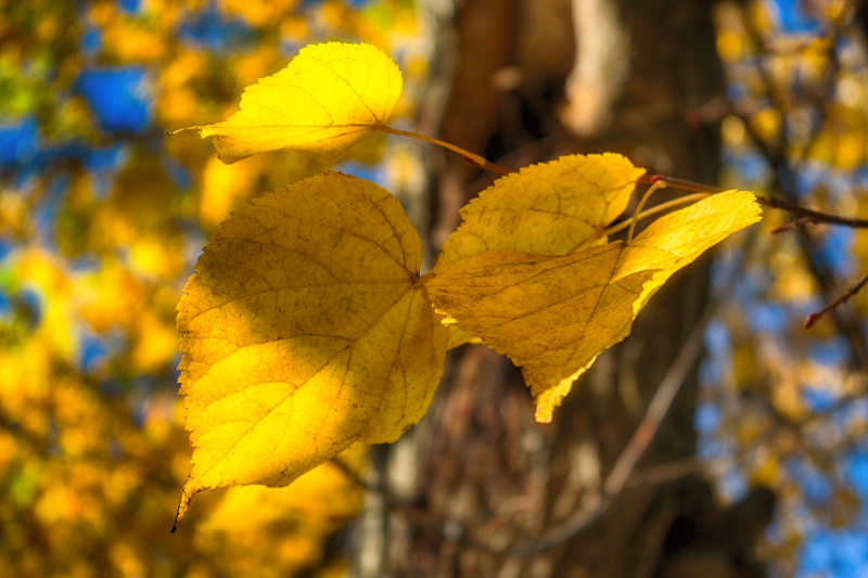 秋天里的黄色树叶