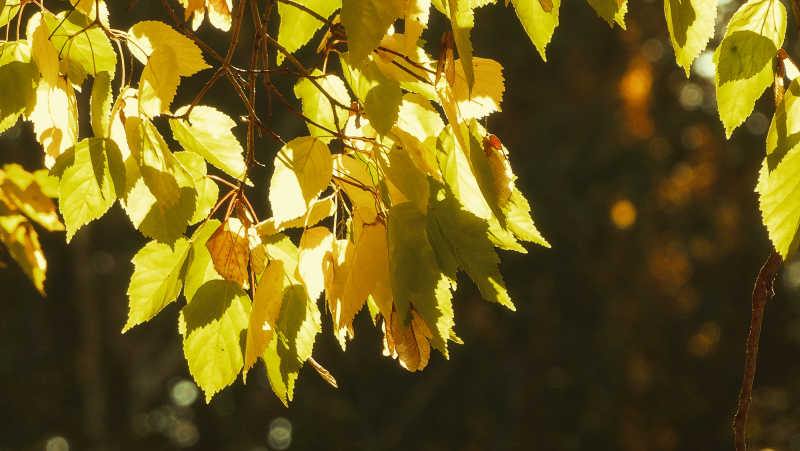 秋天树上的黄色树叶