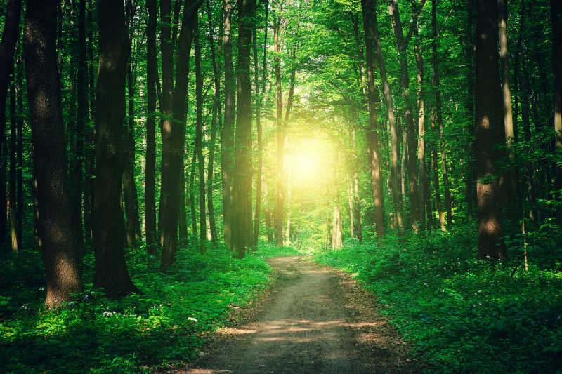 绿色森林里的小路