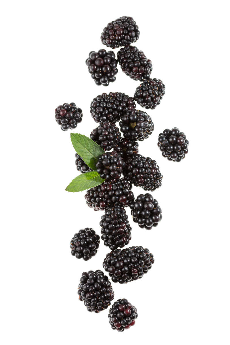 白色背景上的黑莓