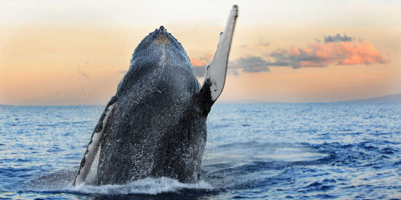 夕阳下海洋里跃出水面的鲸鱼