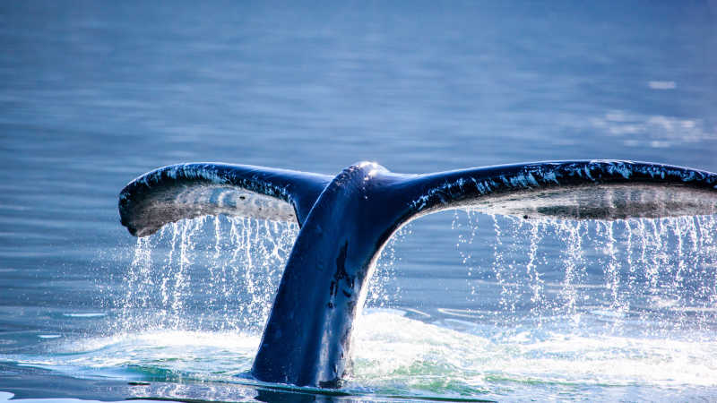蓝色大海上的驼背鲸尾部