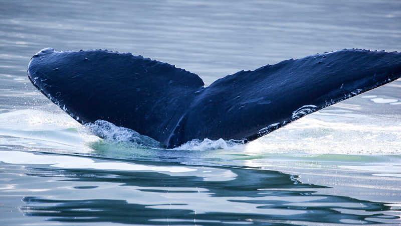 海面上驼背鲸鱼的尾部