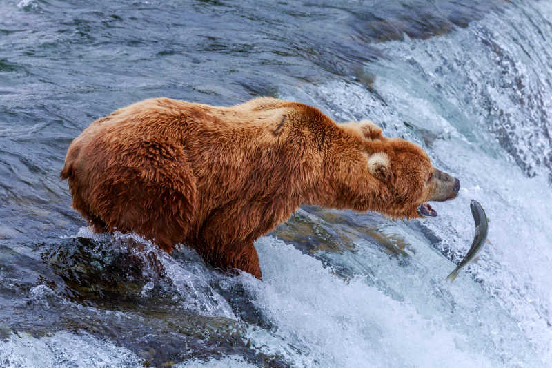 瀑布边捕鱼的灰熊
