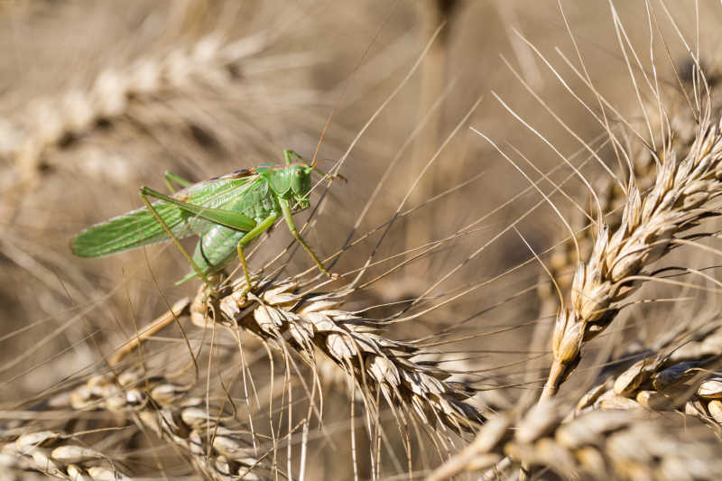 成熟的小麦上的绿色蝗虫
