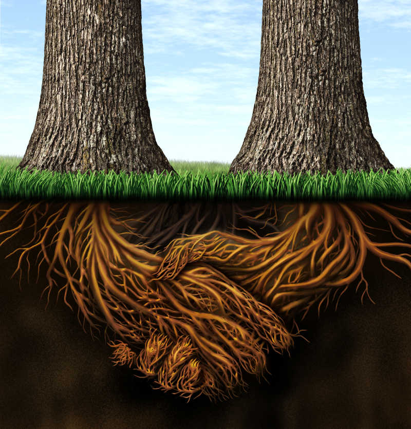 两棵树地下的根握手的概念