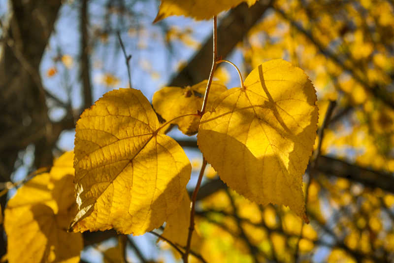 秋天黄色的树叶