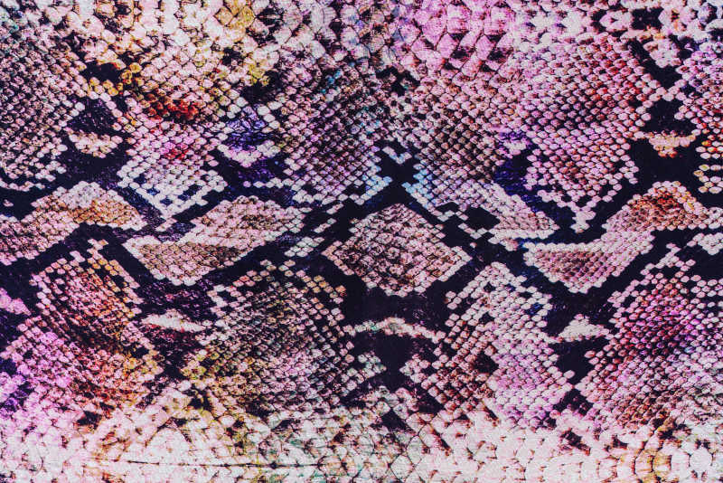 紫色蛇皮上的纹理