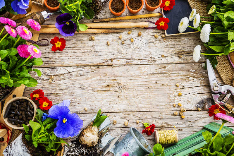 木板背景上的园艺工具和各种花卉植物