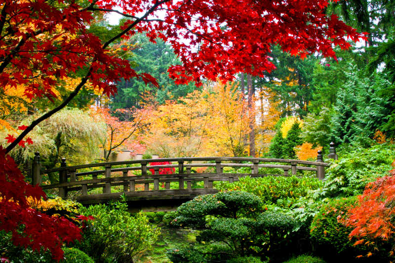 日本花园中一座桥和周边的风景