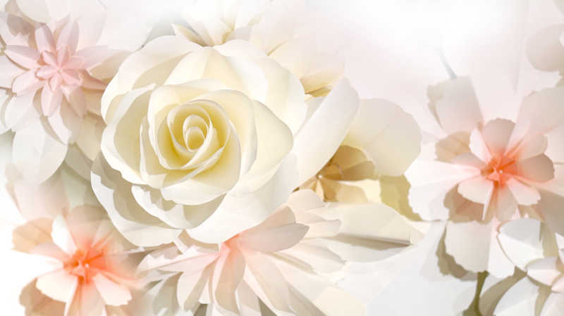 白色玫瑰花背景