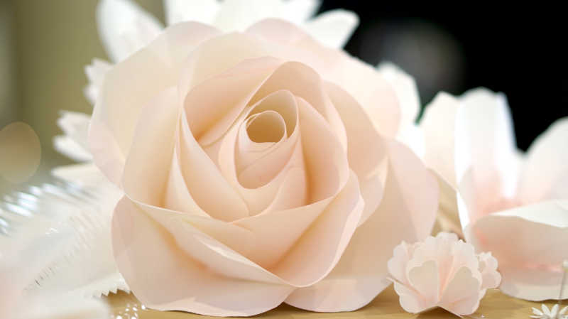 美丽盛开的玫瑰花背景