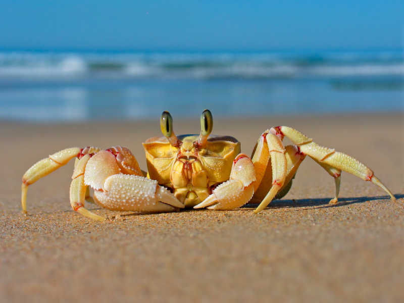沙滩上的金色小螃蟹