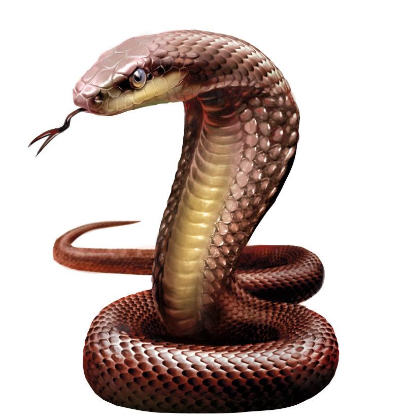 白色背景下的棕色的蟒蛇