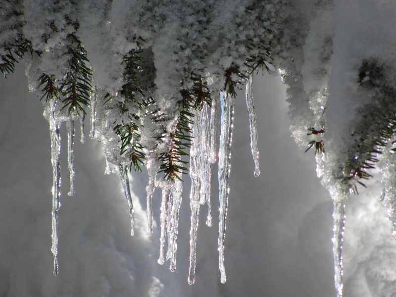 树上下垂的美丽冰柱