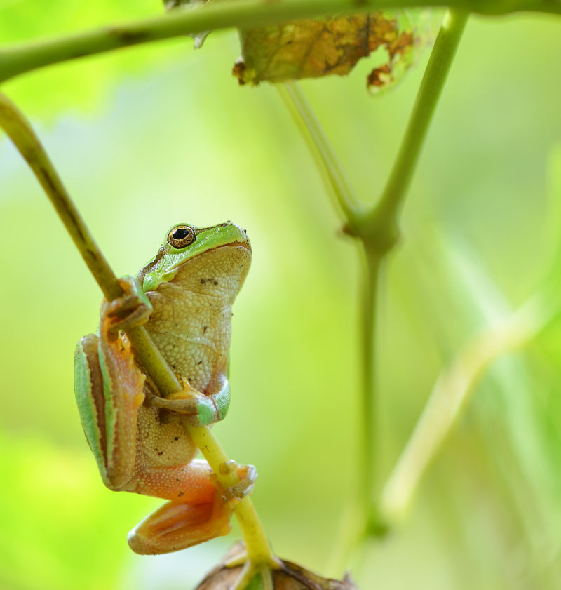 澳大利亚绿树蛙坐在绿色叶子的藤蔓上