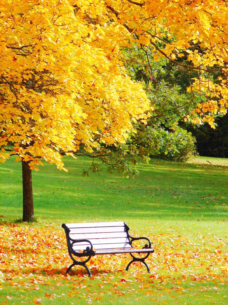 城市公园里的长凳和枫树