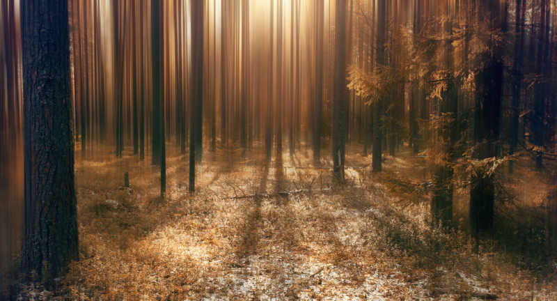 抽象模糊的秋景森林