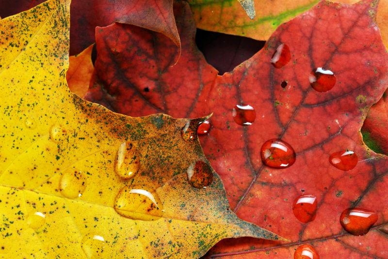 秋天潮湿多彩的叶子