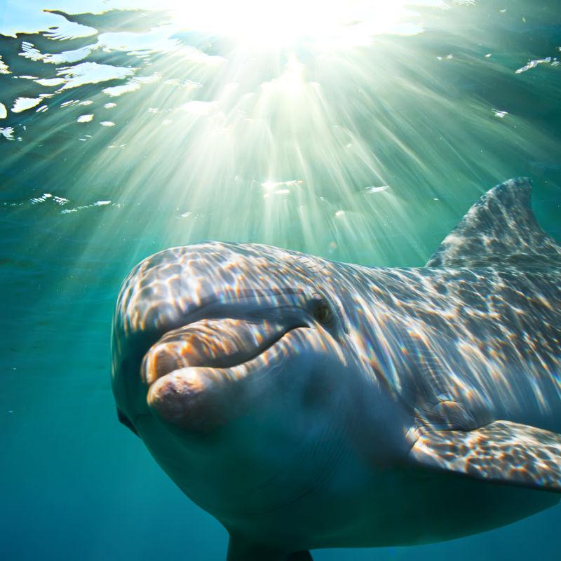 水下有阳光的海豚特写
