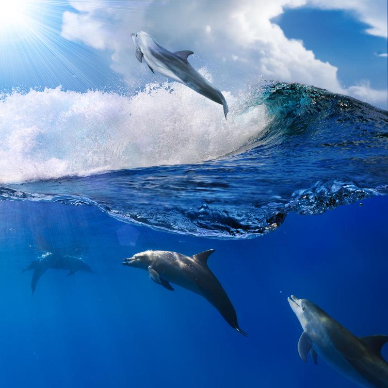 跳跃出水中的海豚