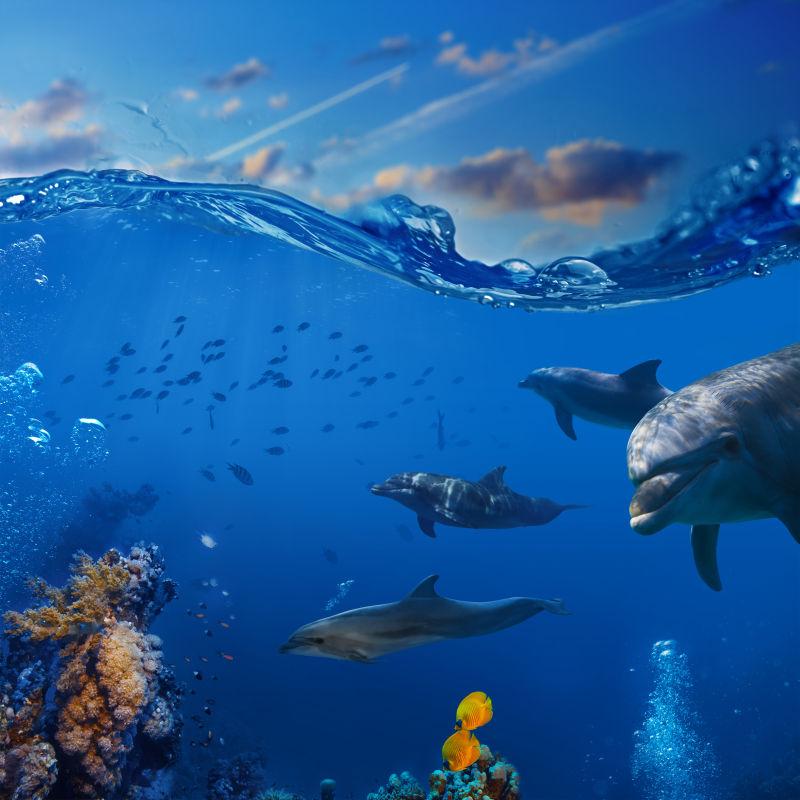 海底的海豚和鱼群美景