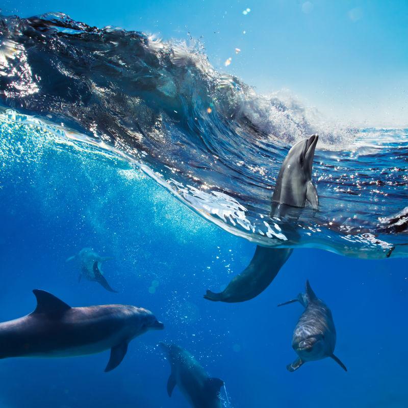 海水下一群嬉戏的海豚