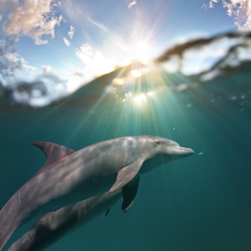 水里阳光下嬉戏的海豚