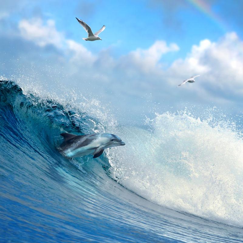 海面上玩耍的海豚