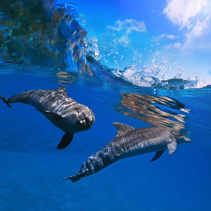 海地拍摄的高清海豚