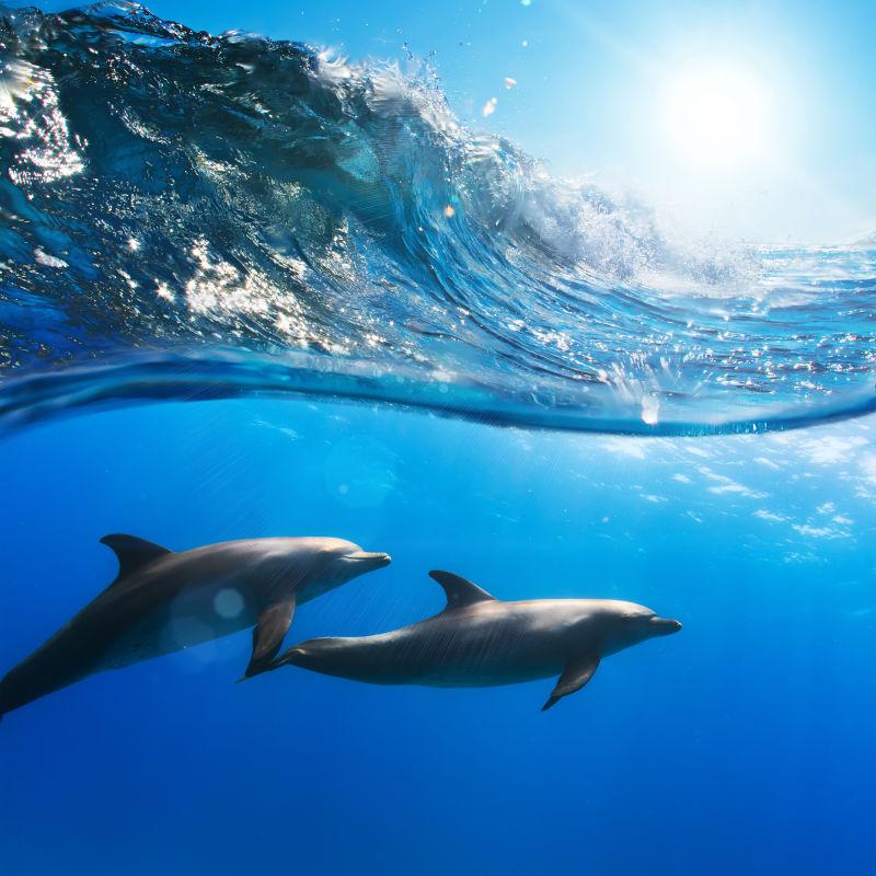 两只海里玩耍的海豚