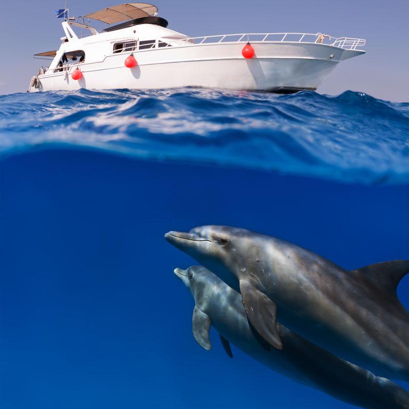 海豚和船