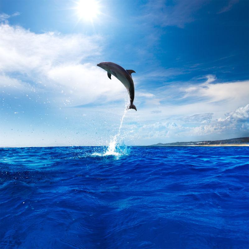 海豚跳跃出海绵