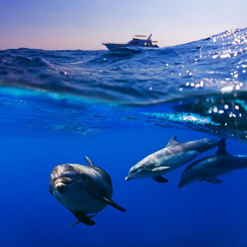 远方的潜水艇和水下的海豚