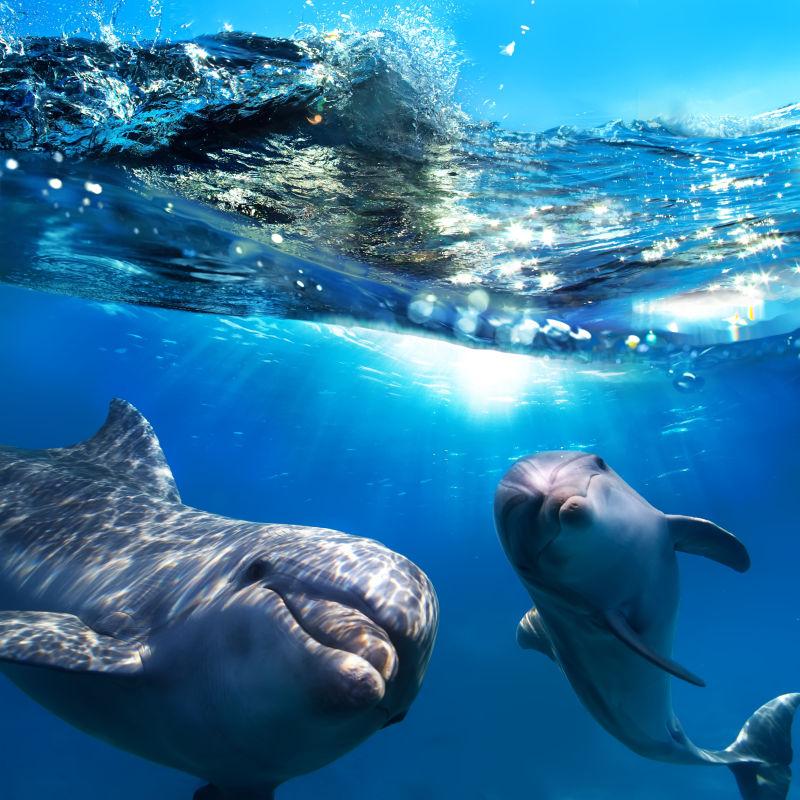 两只海豚在水下嬉戏