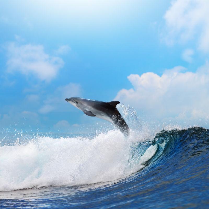 画面冲浪的可爱海豚