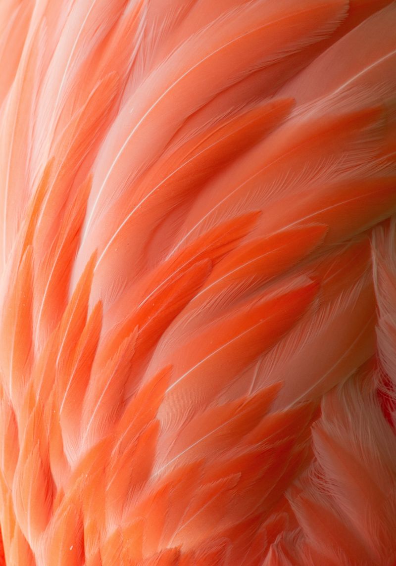 美丽粉色图案火烈鸟羽毛