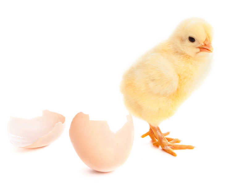 白色背景上小鸡与蛋壳