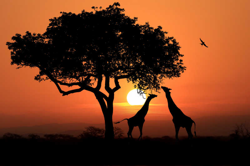 非洲日落下的南非长颈鹿