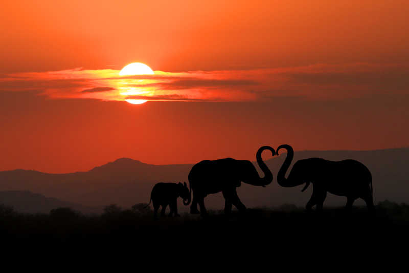 夕阳下的象群