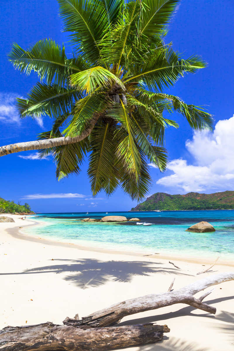 海滩上的歪脖椰子树