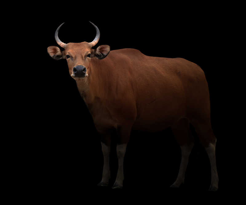 黑暗中的非洲野牛